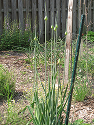 Garlic (Allium sativum) at Echter's Nursery & Garden Center