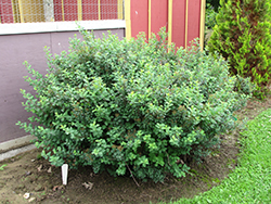 Tor Spirea (Spiraea betulifolia 'Tor') at Echter's Nursery & Garden Center