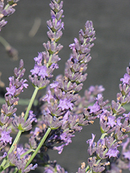 Grosso Lavender (Lavandula x intermedia 'Grosso') at Echter's Nursery & Garden Center