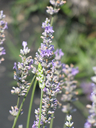 Provence Lavender (Lavandula x intermedia 'Provence') at Echter's Nursery & Garden Center