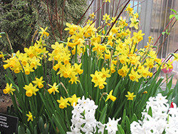 Tete a Tete Daffodil (Narcissus 'Tete a Tete') at Echter's Nursery & Garden Center