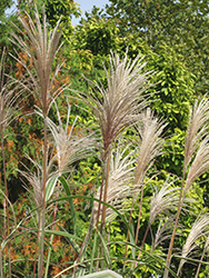 Variegated Silver Grass (Miscanthus sinensis 'Variegatus') at Echter's Nursery & Garden Center