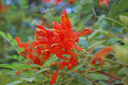 Red Cape Honeysuckle (Tecomaria capensis) at Echter's Nursery & Garden Center