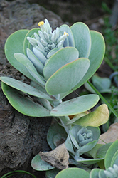 Paddle Plant (Kalanchoe thyrsiflora) at Echter's Nursery & Garden Center