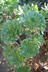 Giant Velvet Rose (Aeonium canariense) at Echter's Nursery & Garden Center