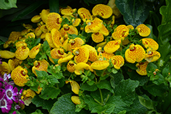 Cinderella Yellow Pocketbook Flower (Calceolaria 'Cinderella Yellow') at Echter's Nursery & Garden Center