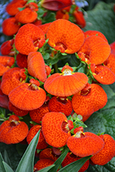 Cinderella Orange Shades Pocketbook Flower (Calceolaria 'Cinderella Orange Shades') at Echter's Nursery & Garden Center