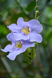 Blue Trumpet Vine (Thunbergia grandiflora) at Echter's Nursery & Garden Center