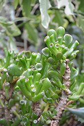 Hobbit Jade Plant (Crassula ovata 'Hobbit') at Echter's Nursery & Garden Center