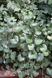 Silver Falls Dichondra (Dichondra argentea 'Silver Falls') at Echter's Nursery & Garden Center