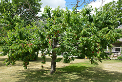Bing Cherry (Prunus avium 'Bing') at Echter's Nursery & Garden Center