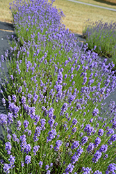 Hidcote Blue Lavender (Lavandula angustifolia 'Hidcote Blue') at Echter's Nursery & Garden Center