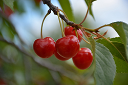 Montmorency Cherry (Prunus 'Montmorency') at Echter's Nursery & Garden Center