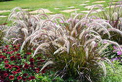 Fountain Grass (Pennisetum setaceum) at Echter's Nursery & Garden Center