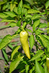 Hungarian Hot Wax Pepper (Capsicum annuum 'Hungarian Hot Wax') at Echter's Nursery & Garden Center