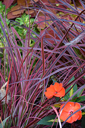 Fireworks Fountain Grass (Pennisetum setaceum 'Fireworks') at Echter's Nursery & Garden Center