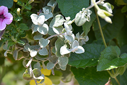 White Licorice Licorice Plant (Helichrysum petiolare 'White Licorice') at Echter's Nursery & Garden Center