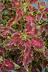 Vulcan Coleus (Solenostemon scutellarioides 'Vulcan') at Echter's Nursery & Garden Center