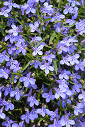 Hot Waterblue Lobelia (Lobelia 'Weslowatim') at Echter's Nursery & Garden Center