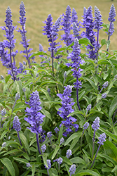 Victoria Blue Salvia (Salvia farinacea 'Victoria Blue') at Echter's Nursery & Garden Center
