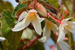 Bossa Nova Pure White Begonia (Begonia boliviensis 'Bossa Nova Pure White') at Echter's Nursery & Garden Center