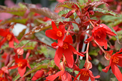 Beauvilia Red Begonia (Begonia boliviensis 'Beauvilia Red') at Echter's Nursery & Garden Center
