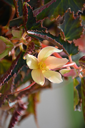 Bossa Nova Yellow Begonia (Begonia boliviensis 'Bossa Nova Yellow') at Echter's Nursery & Garden Center