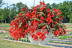 Beauvilia Red Begonia (Begonia boliviensis 'Beauvilia Red') at Echter's Nursery & Garden Center