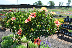 Fiesta Hibiscus (Hibiscus rosa-sinensis 'Fiesta') at Echter's Nursery & Garden Center