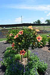 Fiesta Hibiscus (Hibiscus rosa-sinensis 'Fiesta') at Echter's Nursery & Garden Center