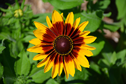 Denver Daisy Coneflower (Rudbeckia hirta 'Denver Daisy') at Echter's Nursery & Garden Center