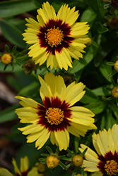 UpTick Yellow and Red Tickseed (Coreopsis 'Baluptowed') at Echter's Nursery & Garden Center