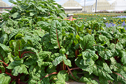 Ruby Red Swiss Chard (Beta vulgaris var. cicla 'Ruby Red') at Echter's Nursery & Garden Center