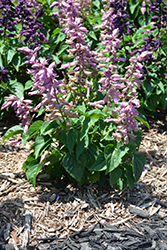 Grandstand Lavender Salvia (Salvia splendens 'Grandstand Lavender') at Echter's Nursery & Garden Center