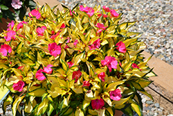 SunPatiens Compact Tropical Rose New Guinea Impatiens (Impatiens 'SunPatiens Compact Tropical Rose') at Echter's Nursery & Garden Center