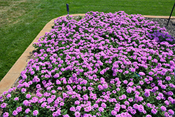 EnduraScape Pink Bicolor Verbena (Verbena 'Balendpibi') at Echter's Nursery & Garden Center