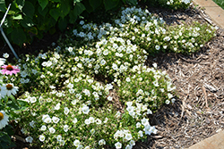 Rapido White Bellflower (Campanula carpatica 'Rapido White') at Echter's Nursery & Garden Center