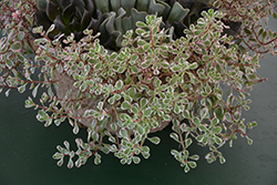 Tricolor Stonecrop (Sedum spurium 'Tricolor') at Echter's Nursery & Garden Center