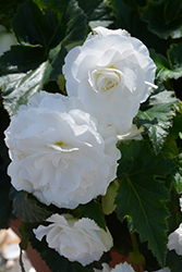 Nonstop White Begonia (Begonia 'Nonstop White') at Echter's Nursery & Garden Center