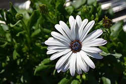 Margarita Supreme White African Daisy (Osteospermum 'Margarita Supreme White') at Echter's Nursery & Garden Center