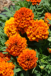 Fireball Marigold (Tagetes patula 'Fireball') at Echter's Nursery & Garden Center