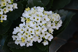 White Kalanchoe (Kalanchoe blossfeldiana 'White') at Echter's Nursery & Garden Center