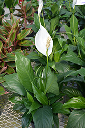 Sensation Peace Lily (Spathiphyllum 'Sensation') at Echter's Nursery & Garden Center