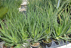 Aloe Vera (Aloe barbadensis) at Echter's Nursery & Garden Center