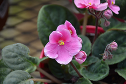 Hybrid Pink African Violet (Saintpaulia 'Hybrid Pink') at Echter's Nursery & Garden Center