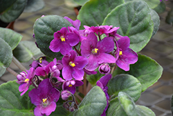 Hybrid Purple African Violet (Saintpaulia 'Hybrid Purple') at Echter's Nursery & Garden Center