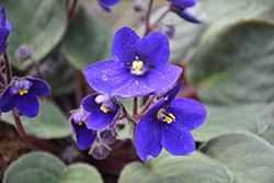 Hybrid Blue African Violet (Saintpaulia 'Hybrid Blue') at Echter's Nursery & Garden Center