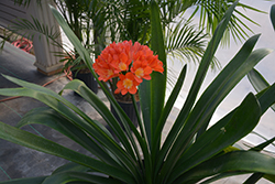 Bush Lily (clivia x miniata) at Echter's Nursery & Garden Center