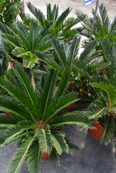 Japanese Sago Palm (Cycas revoluta) at Echter's Nursery & Garden Center