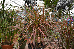 Tricolor Dracaena (Dracaena marginata 'Tricolor') at Echter's Nursery & Garden Center